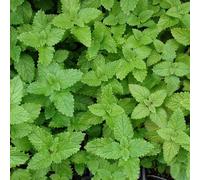 6 x Mélisse citronnée - Melissa officinalis - pot 9cm x 9cm