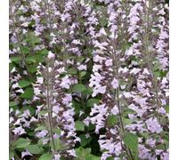 6 x Menthe à petites fleurs - Calamintha nepeta 'Blue Cloud' - pot 9cm x 9cm
