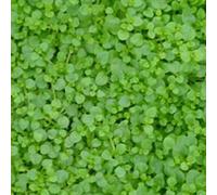 6 x Menthe corse - Mentha requienii - Pot 9cm x 9cm