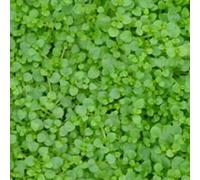 6 x menthe de corse - mentha requienii - godet 9x9 cm