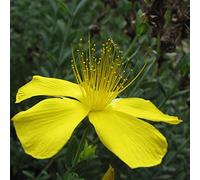 6 x Millepertuis du Mont Olympe - Hypericum Olympicum - Godet 9x9cm - Feuillage persistant, floraison jaune vif en été, sol bien drainé, plein soleil
