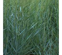 6 x Millet à tige - Panicum virgatum 'Prairie Sky' - Pot 9cm x 9cm
