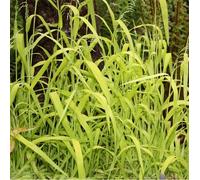 6 x millet sauvage - milium effusum 'aureum' - godet 9x9 cm