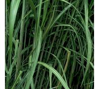 6 x Miscanthus Floridulus - Giganteus - Miscanthus géant godet 9cm x 9cm