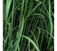 6 x miscanthus géant - miscanthus floridulus 'giganteus' - godet 9x9 cm