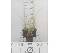 6 x Miscanthus sin. 'Kleine Fontäne' - Roseau de Chine - Pot 9 x 9 cm