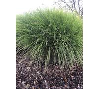 6 x Miscanthus sinensis 'Gracillimus' - Beau roseau en pot 9 x 9 cm