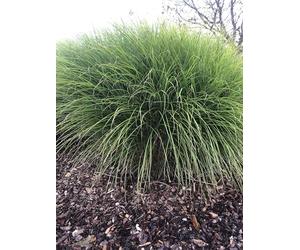 6 x Miscanthus sinensis 'Gracillimus' - Beau roseau en pot 9 x 9 cm