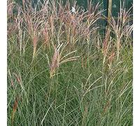 6 x Miscanthus Sinensis Gracillimus - Eulalie; roseau de chine godet 9cm x 9cm - apportez une touche élégante à votre jardin. Feuillage fin et plumeux, idéal pour les massifs.