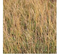 6 x molinie - molinia arundinacea 'poul petersen' - godet 9x9 cm