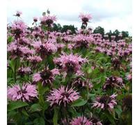 6 x monarde - monarda 'beauty of cobham' - godet 9x9 cm