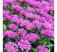 6 x monarde - monarda 'petite delight' - godet 9x9 cm