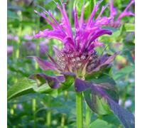 6 x monarde - monarda 'scorpion' - godet 9x9 cm