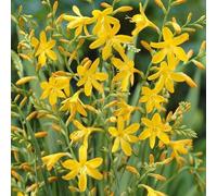 6 x montbretia - crocosmia 'george davidson' - godet 9x9 cm
