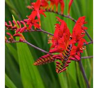 6 x Montbrétia 'Lucifer' - Crocosmia 'Lucifer' - Godet 9x9cm - Éclatantes Fleurs Ardentes