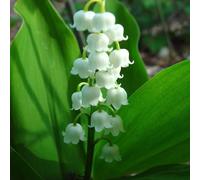 6 x muguet - convallaria majalis - godet 9x9 cm