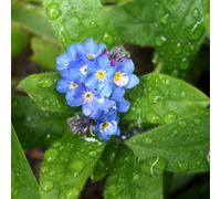 6 x myosotis des marais - myosotis palustris - godet 9x9 cm