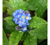 6 x Myosotis des marais - Myosotis Palustris - Pot 9cm x 9cm