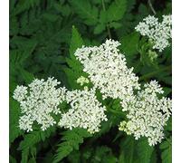 6 x Myrrhis Odorata- Cerfeuil musqué en conteneur 9cm x 9cm