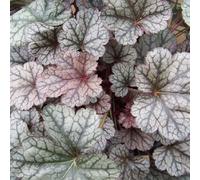6 x Narcisse à petites fleurs - Heuchera 'Silver Scrolls' - pot 9cm x 9cm