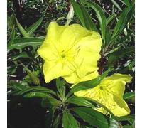 6 x œnothère à gros fruits - oenothera macrocarpa - godet 9x9 cm