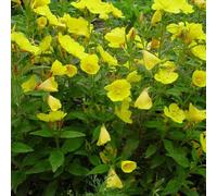 6 x œnothère - oenothera fruticosa 'sonnenwende' - godet 9x9 cm