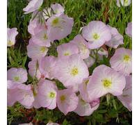 6 x œnothère - oenothera speciosa 'siskiyou' - godet 9x9 cm