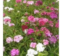 6 x Oeillet de poète lilas - Dianthus barbatus 'Tapis d'Inde' - pot 9cm x 9cm