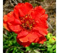 6 x Oeillet d'Inde Mrs Bradshaw - Geum chiloense 'Mrs Bradshaw' - pot 9cm x 9cm