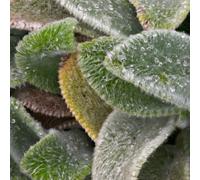 6 x oreille de lapin - stachys byzantina 'silver carpet' - godet 9x9 cm