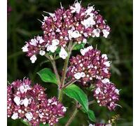 6 x origan commun - origanum vulgare - godet 9x9 cm