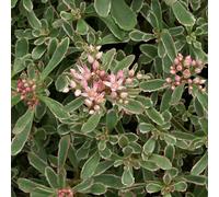 6 x orpin bâtard panaché - sedum spurium 'variegatum' - godet 9x9 cm