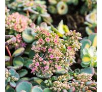6 x orpin de siebold - sedum sieboldii 'mediovariegata' - godet 9x9 cm