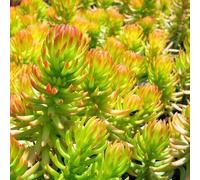 6 x orpin réfléchi - sedum reflexum 'angelina' - godet 9x9 cm