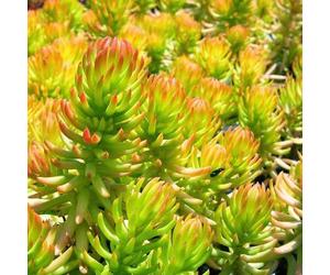 6 x orpin réfléchi - sedum reflexum 'angelina' - godet 9x9 cm