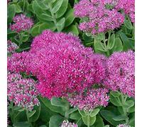 6 x Orpin remarquable 'Brillant' - Sedum Spectabile 'Brillant' - Godet 9x9 cm, Fleurs Rose Vif, Attire les Insectes Pollinisateurs