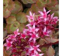 6 x orpin spurium - sedum spurium 'schorbuser blut' - godet 9x9 cm
