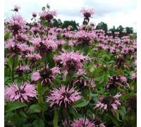6 x Ortie des Indes - Monarda 'Beauty Of Cobham' - pot 9cm x 9cm