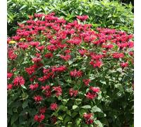 6 x Ortie des Indes - Monarda 'Gardenview Scarlet' - pot 9cm x 9cm