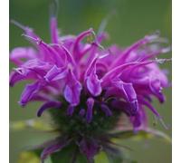 6 x Ortie des Indes - Monarda 'Prairienacht' - pot 9cm x 9cm