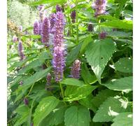 6 x Ortie odorante ridée - Agastache rugosa - Pot 9cm x 9cm