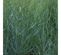 6 x panic effilé - panicum virgatum 'prairie sky' - godet 9x9 cm