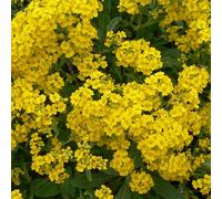 6 x passerage des montagnes - alyssum montanum 'berggold' - godet 9x9 cm