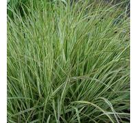 6 x Pâturin des champs - Calamagrostis Acutiflora 'Overdam' - pot 9cm x 9cm