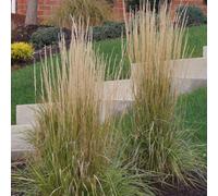 6 x Pâturin des prés Karl Foerster - Calamagrostis Acutiflora 'Karl Foerster' - Pot 9cm x 9cm
