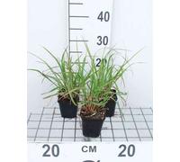 6 x Pennisetum alop. 'Red Head' - Pissenlit - Pot 9 x 9 cm