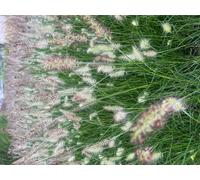 6 x Pennisetum alopecuroides 'Little Bunny' - Pissenlit nain pot 9cm x 9cm