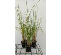 6 x Pennisetum macrourum - Pissenlit - pot 9 x 9 cm