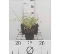 6 x Pennisetum orientale - Herbe aux plumes - Pot 9 x 9 cm