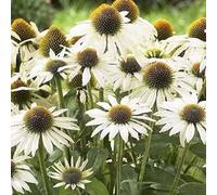6 x Pensée de jardin - Echinacea purpurea 'Avalanche' - pot 9cm x 9cm